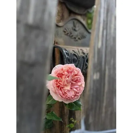 In *
