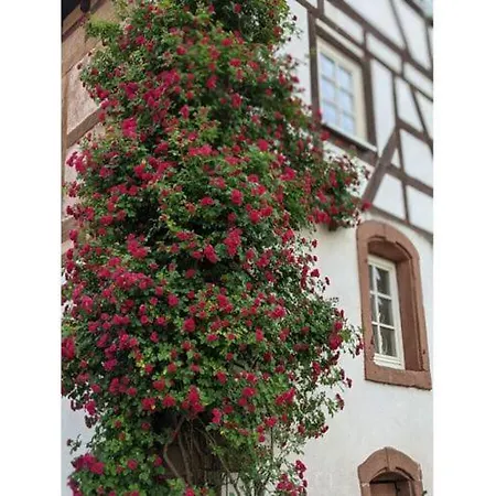 In * Hinterweidenthal